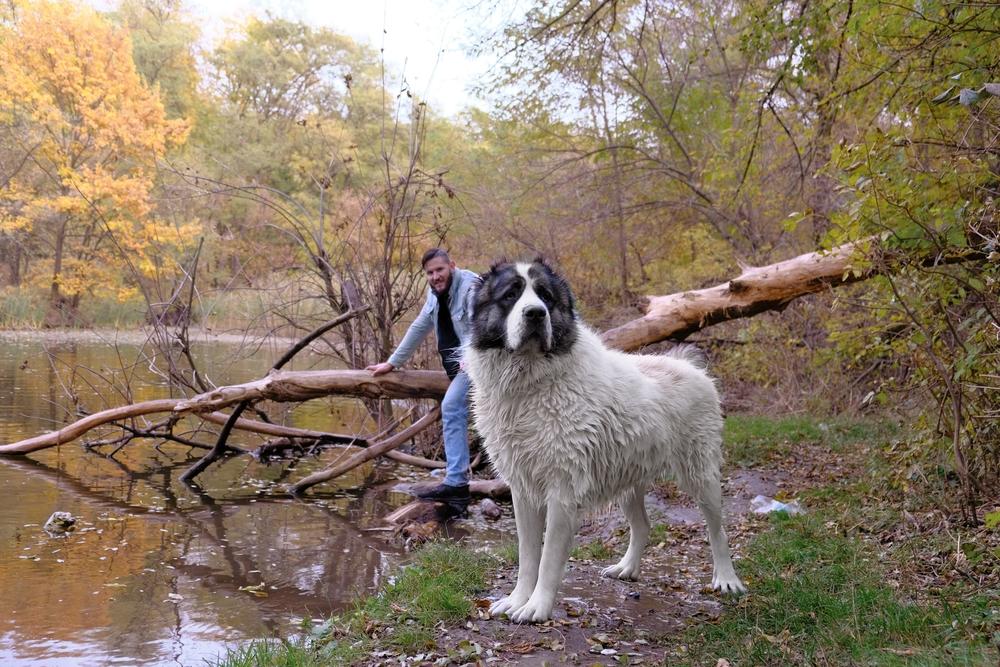 Иностранные имена для алабая-мальчика Иностранные имена для алабая-мальчика