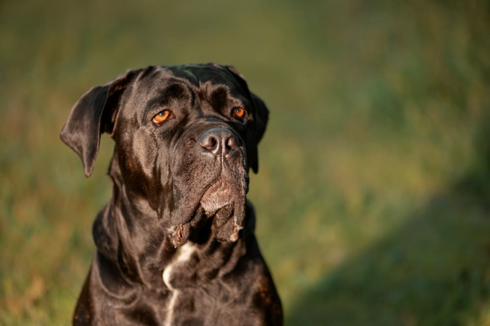 Владельцу важно знать, сколько весит кане-корсо в норме