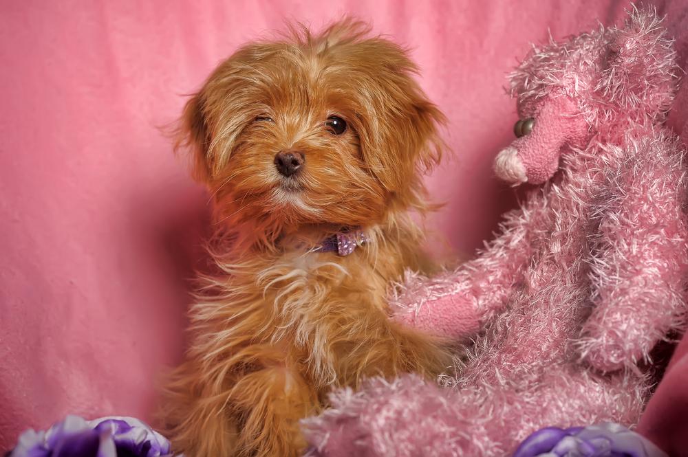 разведение петербургской орхидеи