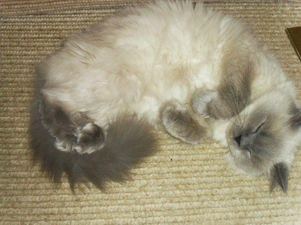 Характер гималайской кошки