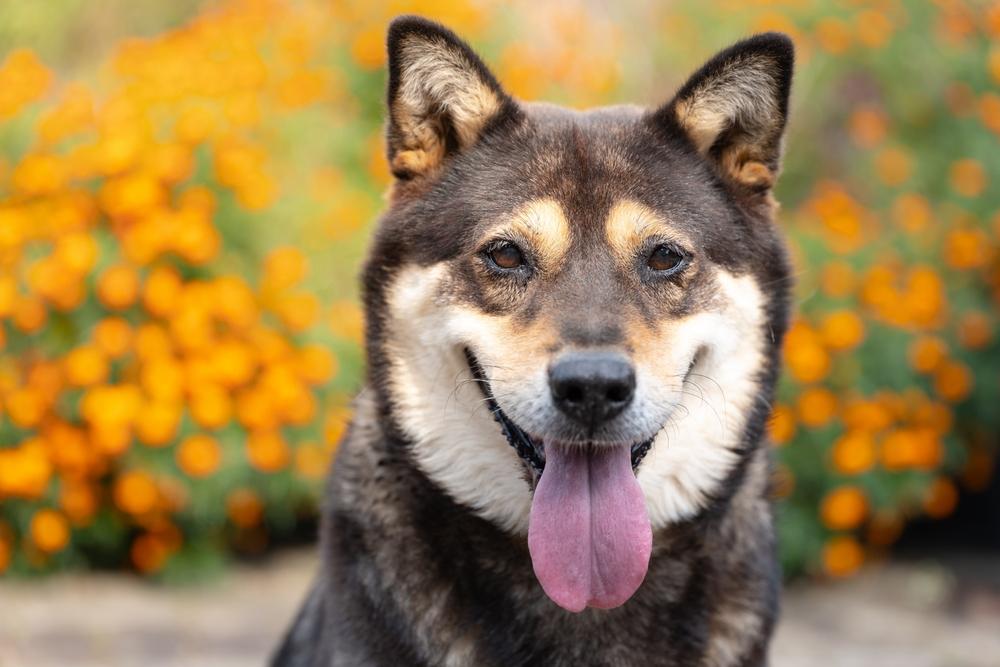 Особенности кормления корейского джиндо 