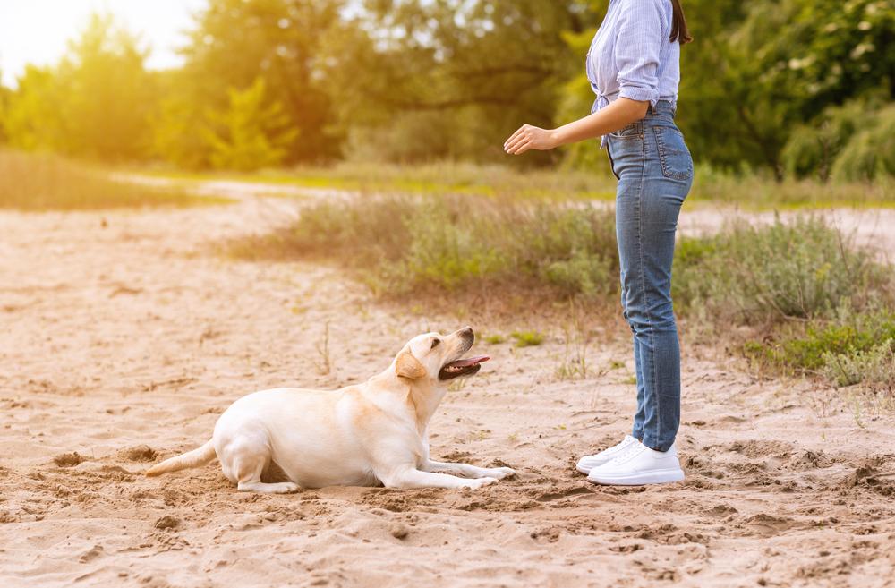 Как научить щенка ходить