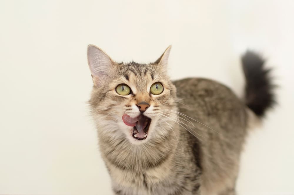 Владельцу требуется знать, можно ли арахис кошке