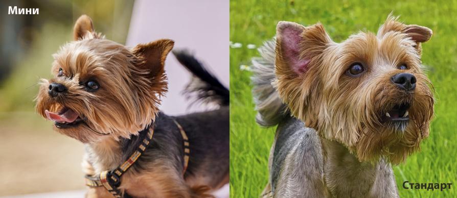 Чем отличается мини йоркширский терьер от стандарта?