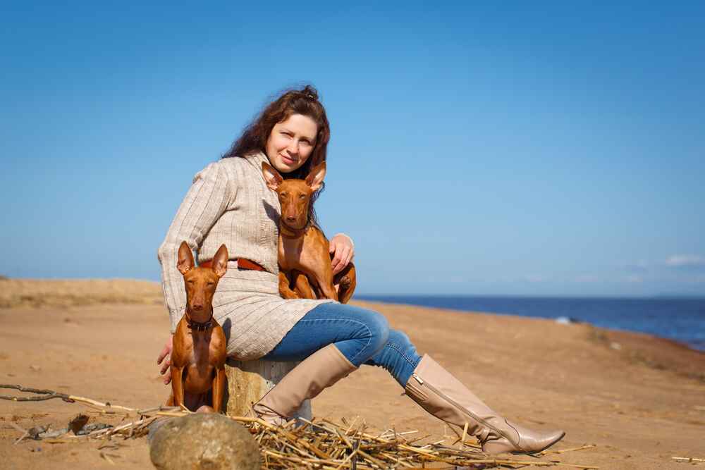 Сицилийские борзые девушкой