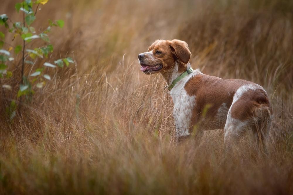 Уход за бретонским эпаньолем 