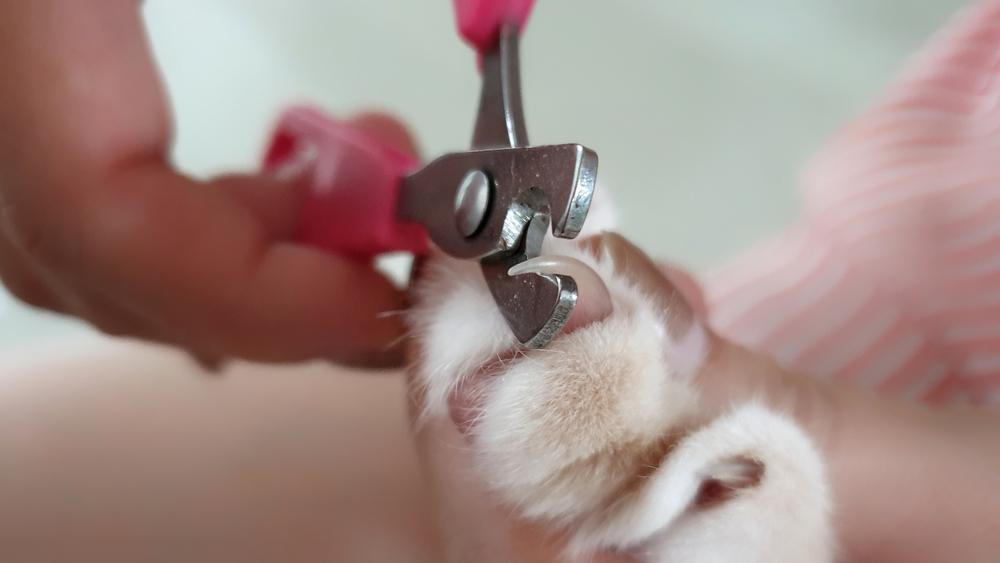 Как подстричь ногти кошке чтобы она не царапалась