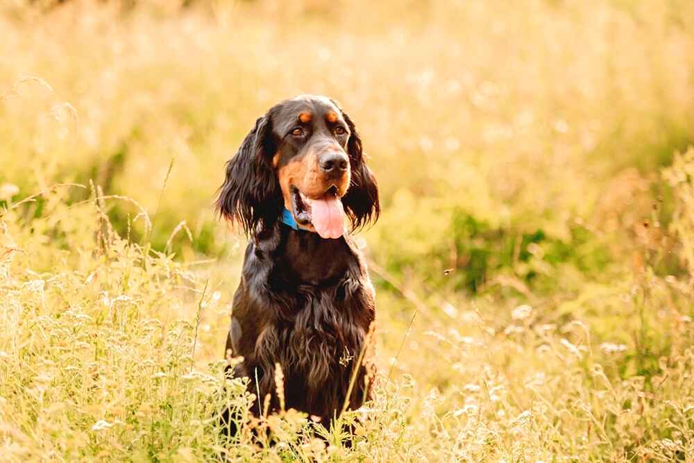 Шотландский сеттер нуждается в воспитании