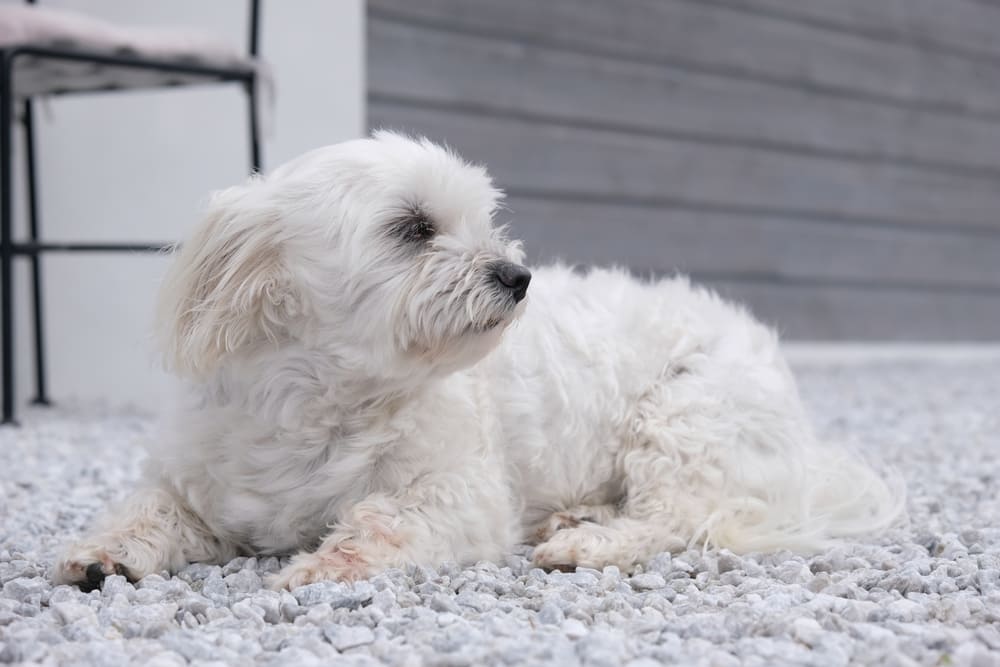 Владельцу важно контролировать, сколько длится беременность у мальтийской болонки