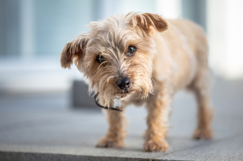 Норфолк-терьер отличается игривостью