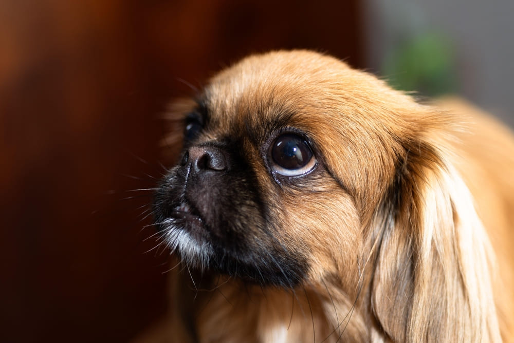Пекинесы спокойно относятся к другим питомцам