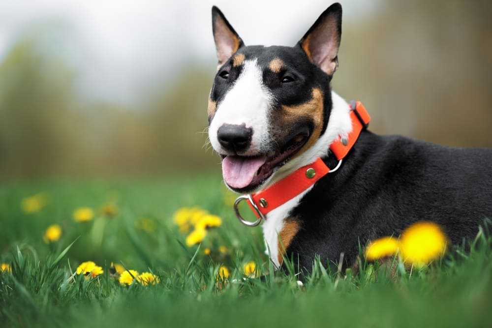 Бультерьеров не относят к служебным собакам