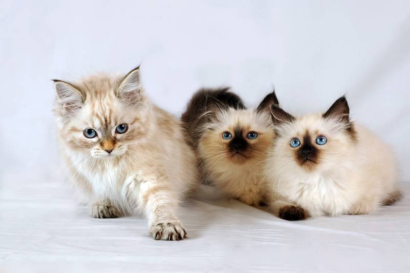 Самые милые породы кошек: невская маскарадная Самые милые породы кошек: невская маскарадная