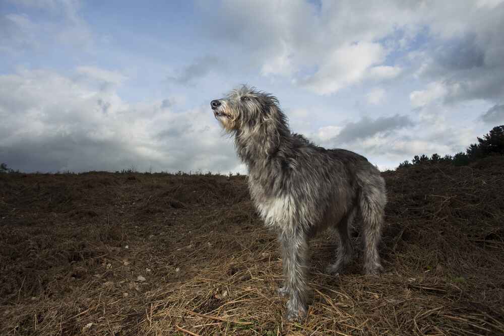 Дирхаундам необходимы обработки
