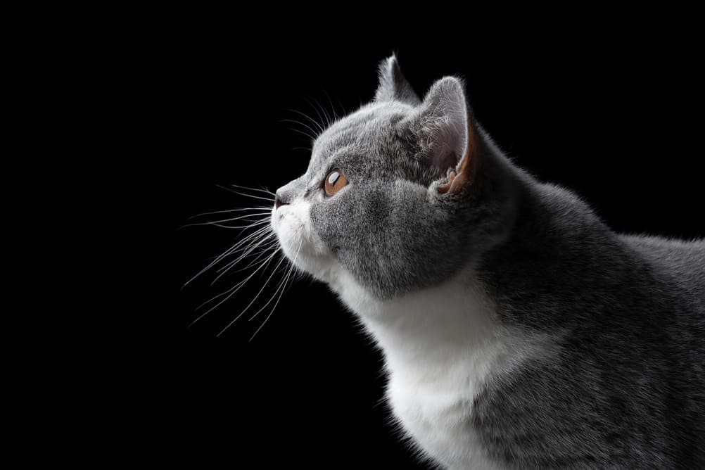 То, сколько прожила британская кошка, можно сравнить с возрастом человека