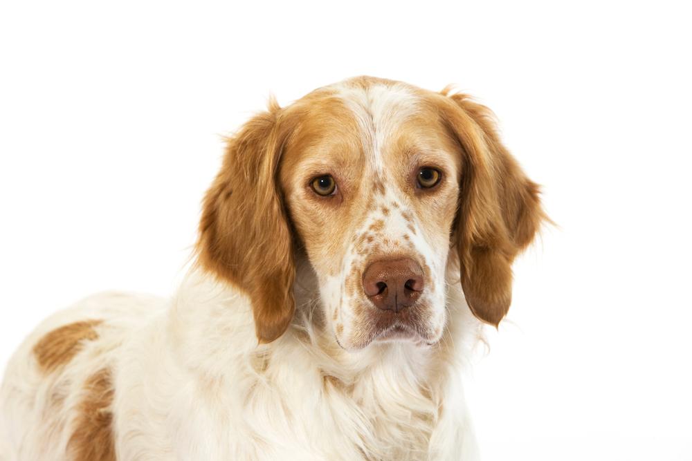 Характер французского эпаньоля