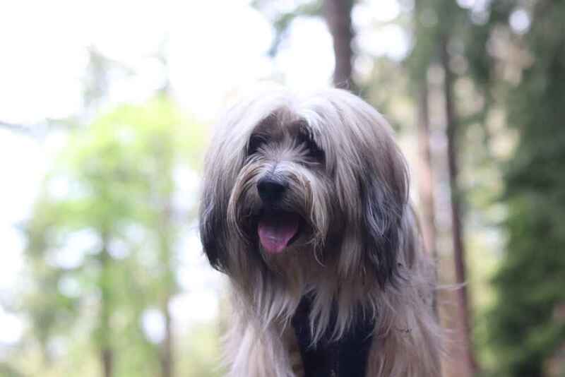 Портрет тибетского терьера