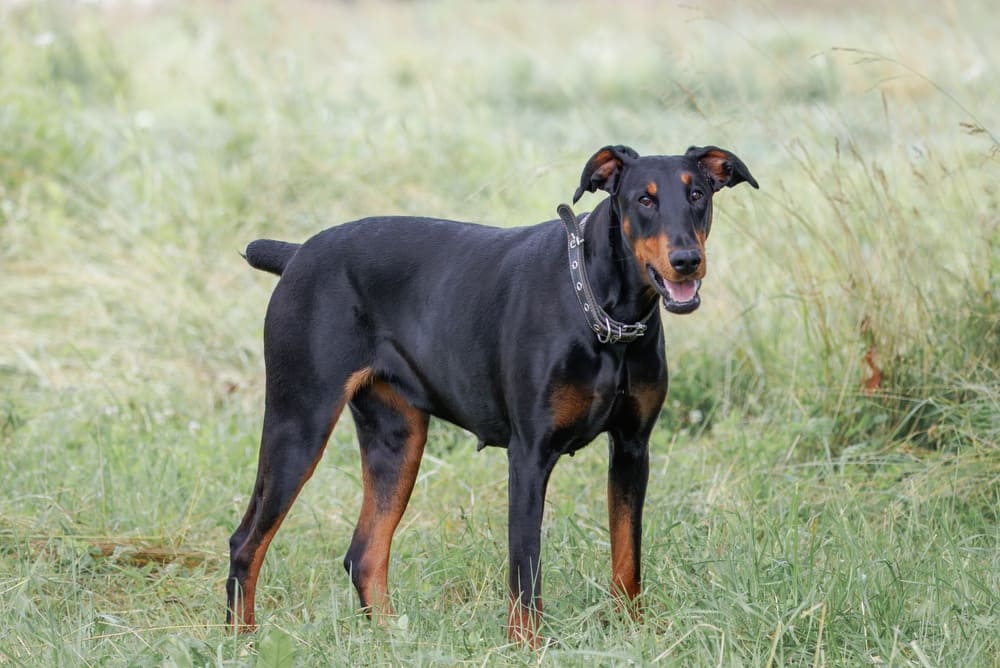 То, сколько прожил доберман, можно сравнить с человеческим возрастом