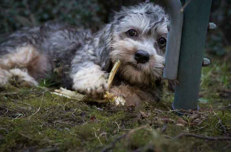 Денди-динмонт-терьер нуждается в уходе за когтями