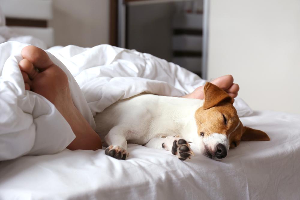 Почему собаки любят спать с людьми?