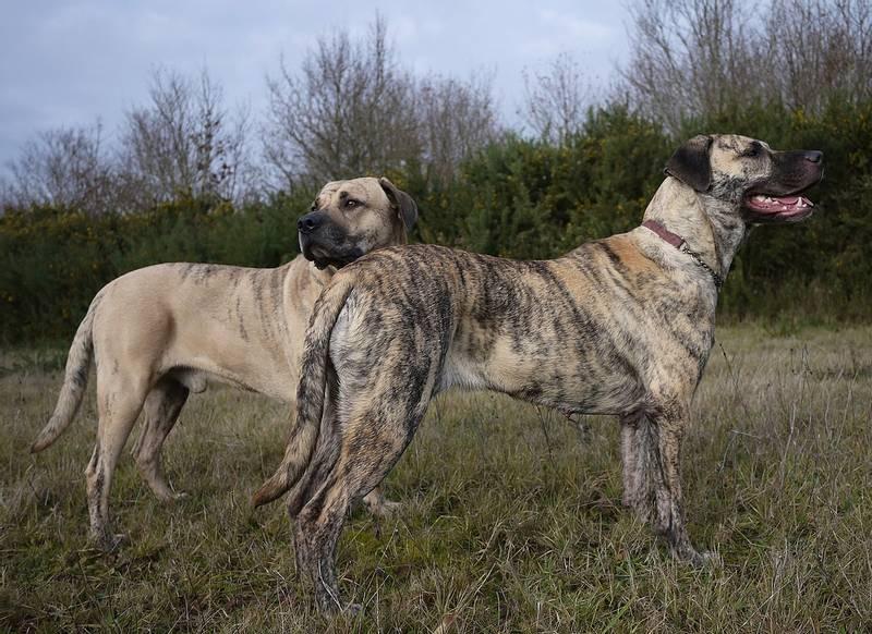 Породы собак из группы молоссов: уругвайский симмарон