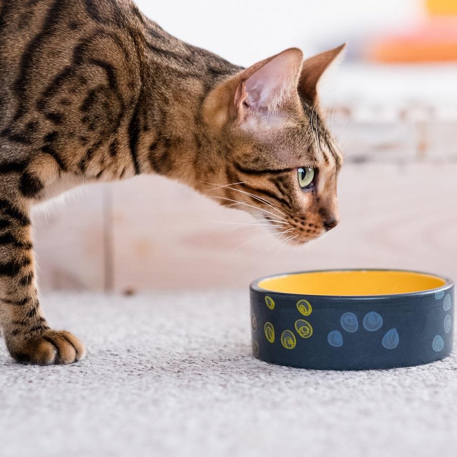 Кошка закапывает еду из-за недоедания