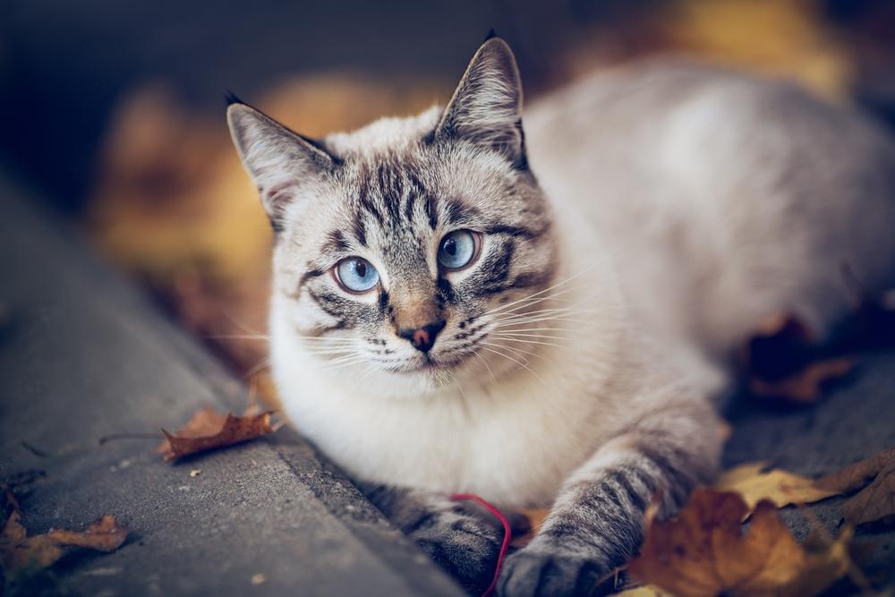 Тайская кошка с полосками