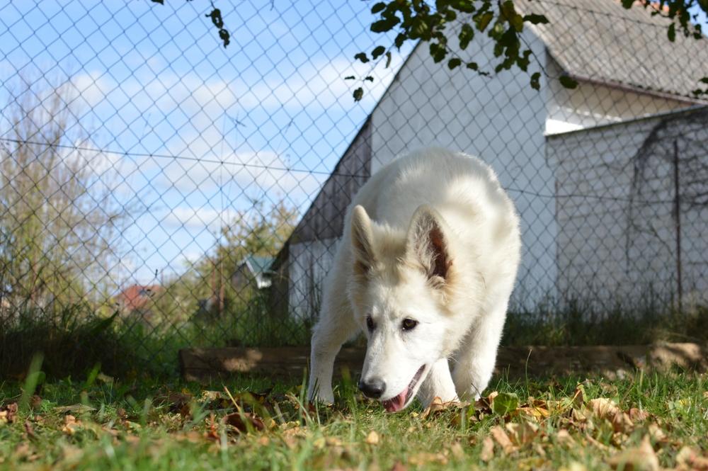 Каково здоровье белой немецкой овчарки?