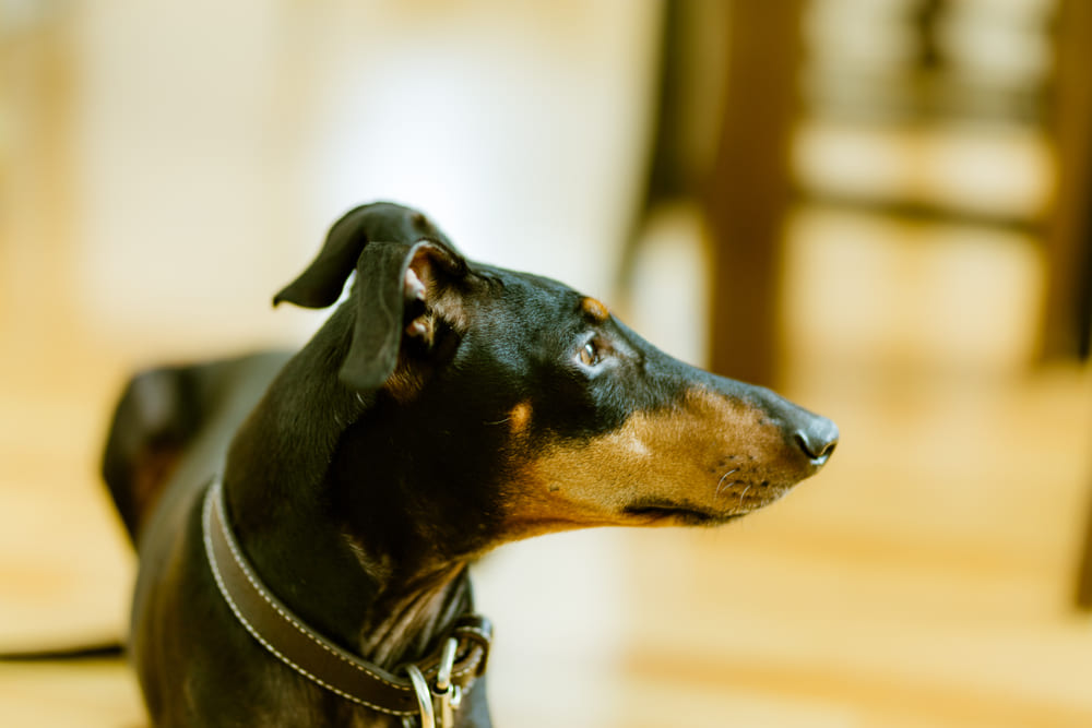 Манчестер-терьеры отличаются преданностью