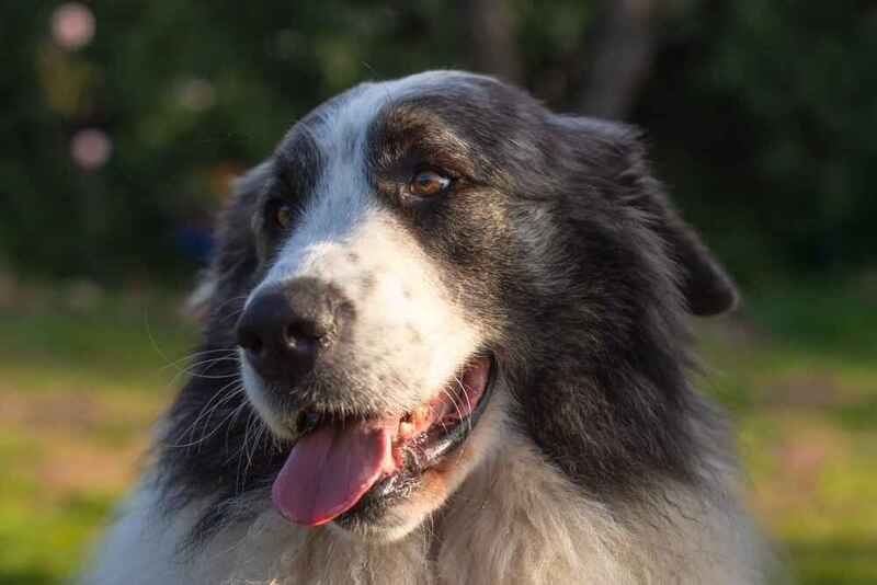 Каково здоровье пиренейского мастифа?