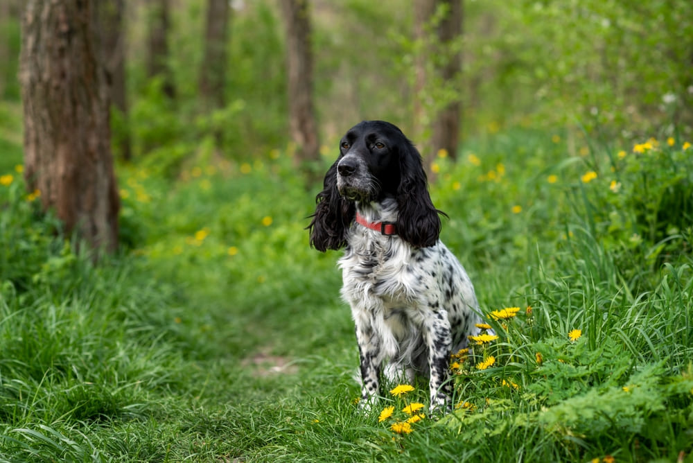 Владельцу важно контролировать, сколько весит русский спаниель