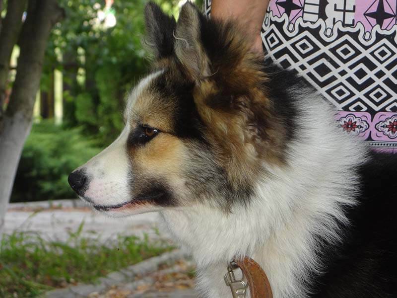 Сколько стоит ненецкая оленегонная лайка