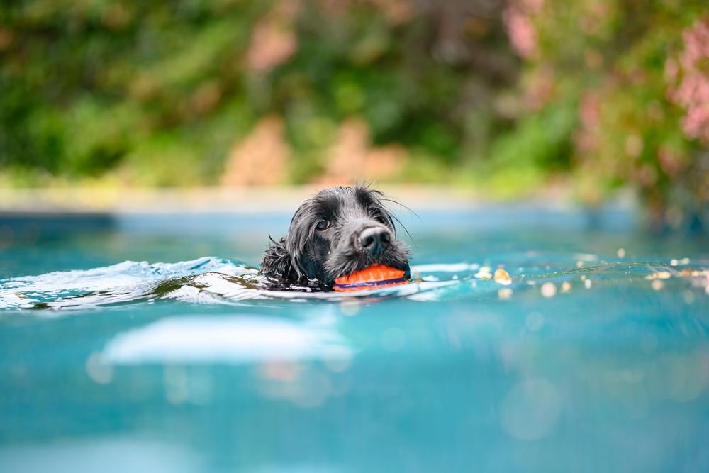 Черный спаниель плывет с мячом