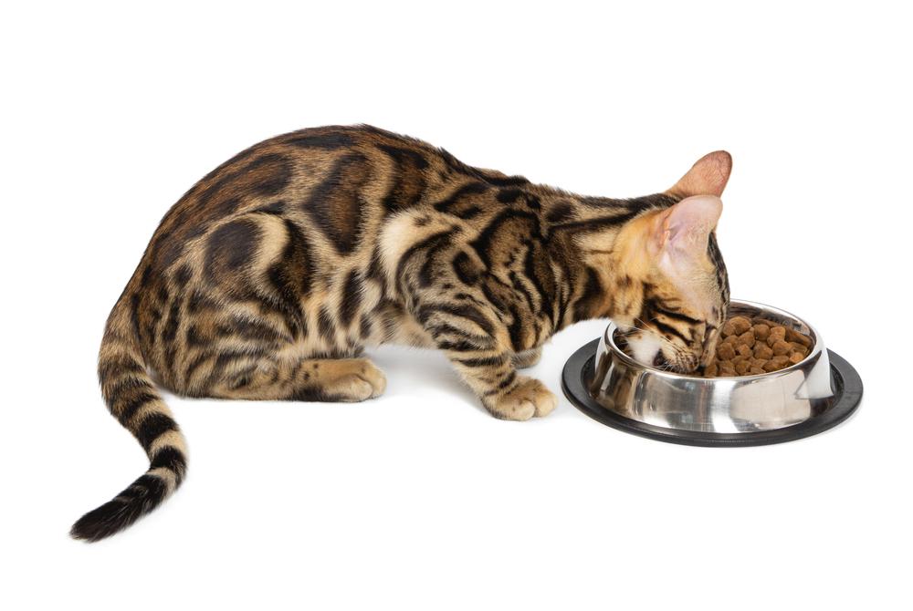 Чем кормить взрослых бенгальских кошек 