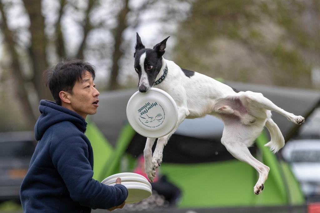Какие бывают спортивные соревнования среди собак