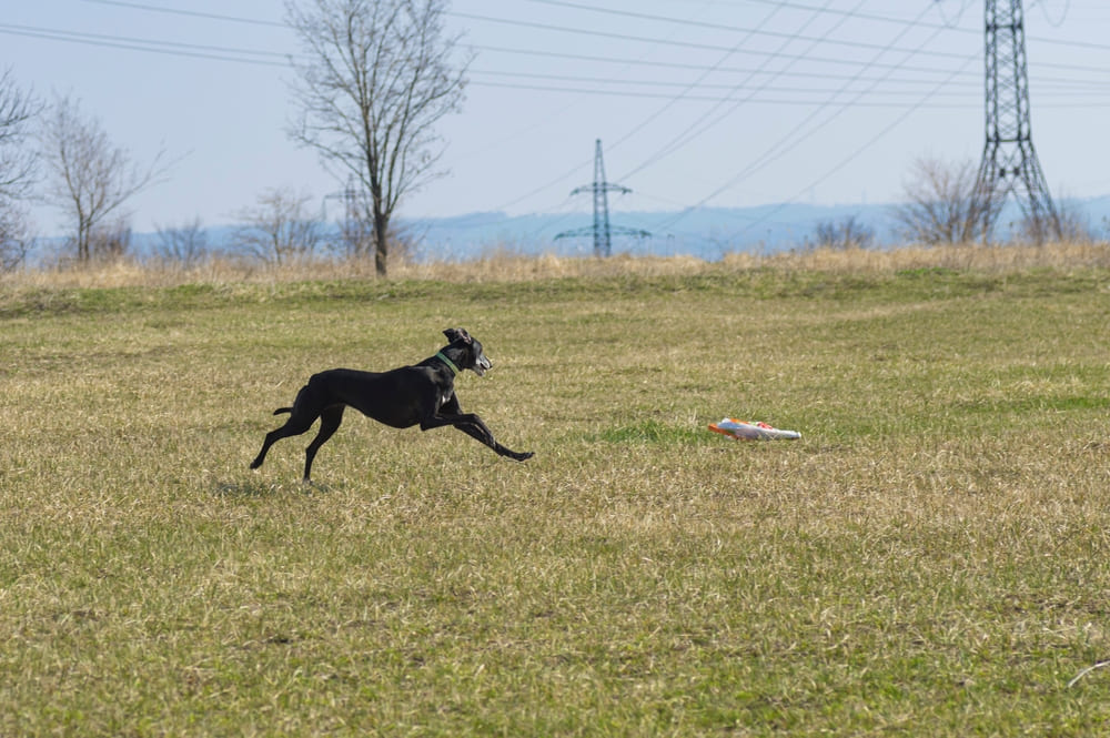 Хортые борзые имеют характерные болезни