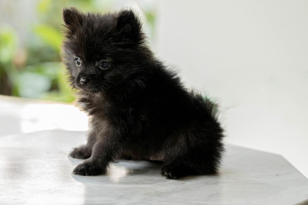 Каково происхождение черных шпицев?