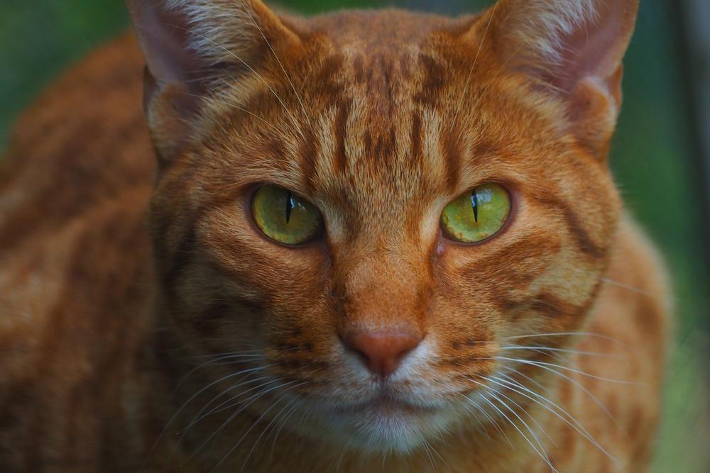 Гладкошерстные кошки с зелеными глазами: оцикет Гладкошерстные кошки с зелеными глазами: оцикет