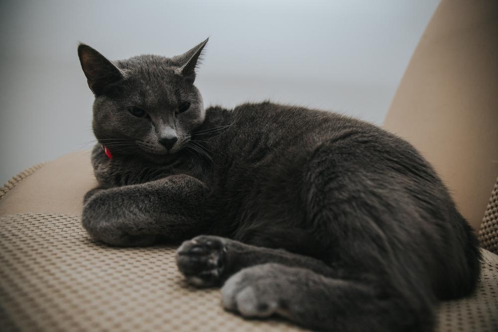 Возможные заболевания кората