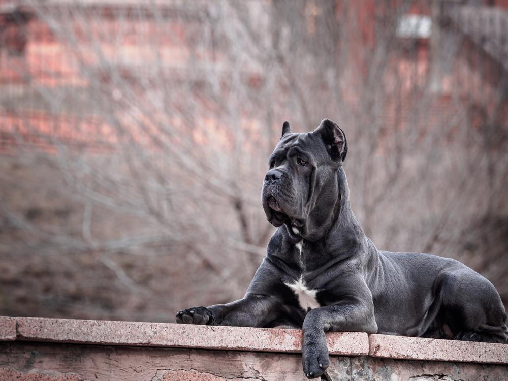 Разрешенные окрасы кане-корсо: серый Разрешенные окрасы кане-корсо: серый