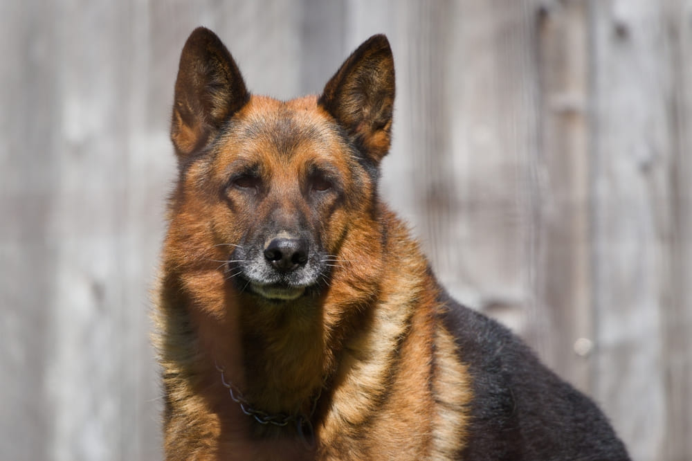 Вязка немецкой овчарки должна проходить по правилам РКФ