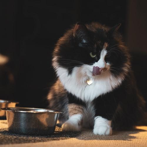 Кошка закапывает еду, чтобы сохранить ее на потом
