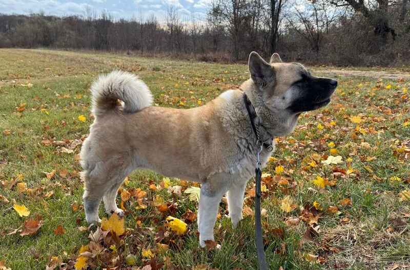 Акита на поляне осенью