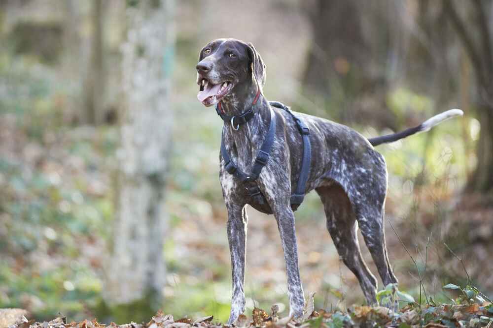 На курцхаара требуются расходы
