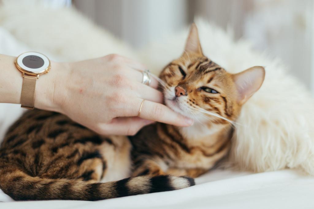 Зачем нужен массаж для кошек при запоре