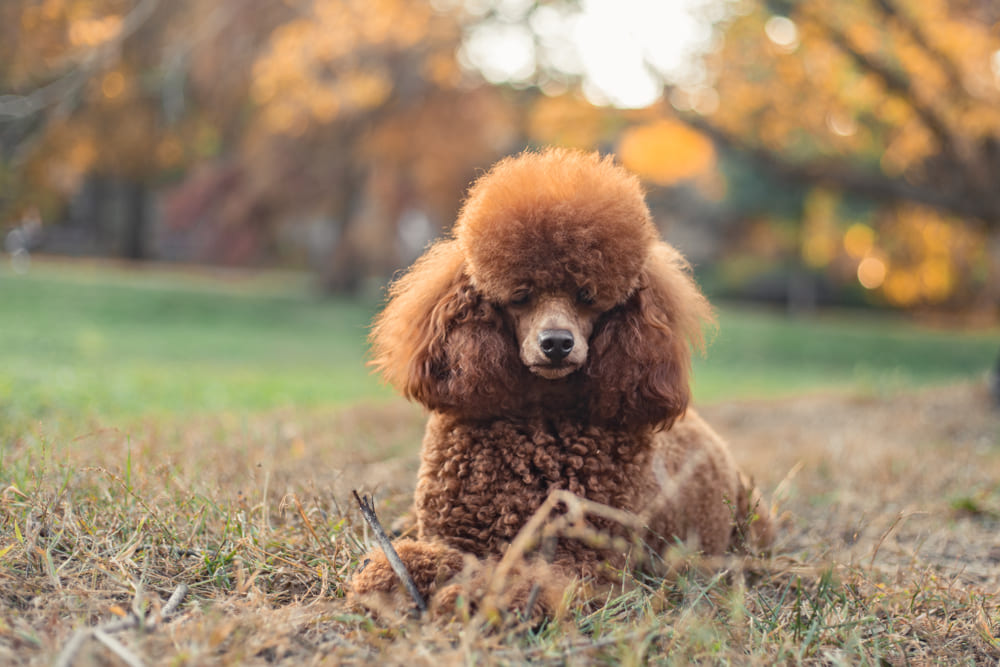 Владельцу важно контролировать, сколько весит пудель