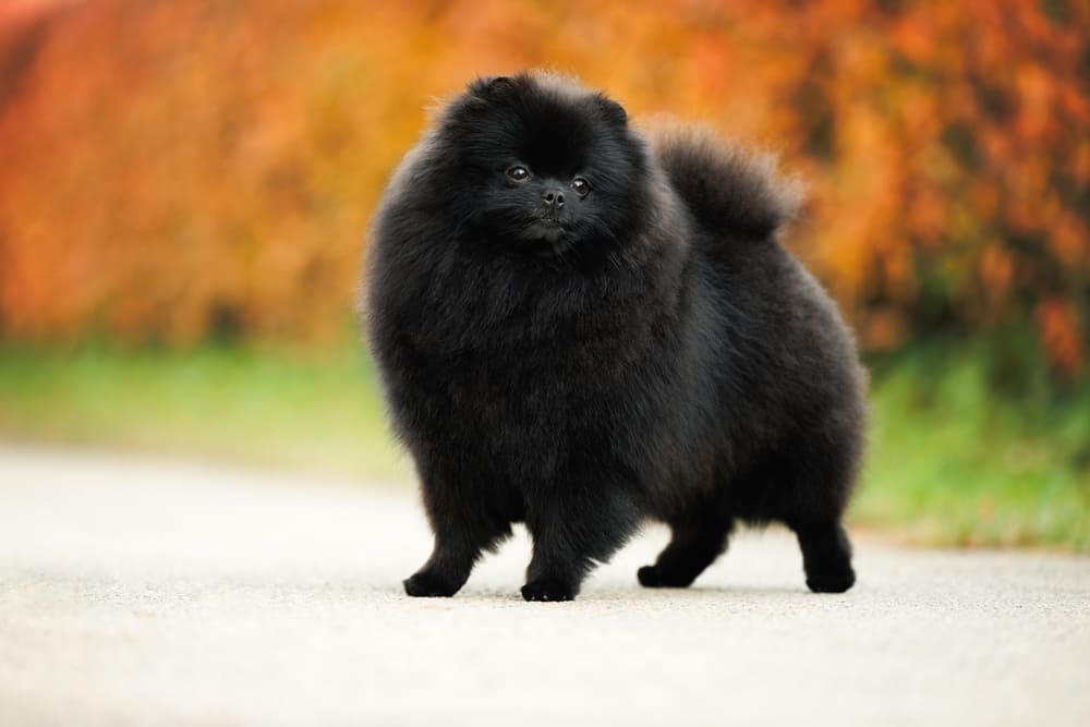 Течка у шпица проходит циклично