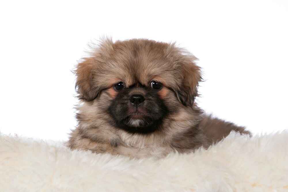 Тибетский спаниель лоялен к собакам и кошкам