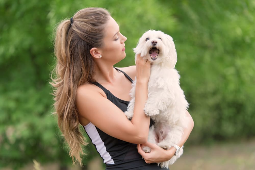 У собак болоньезов есть склонность к дерматитам