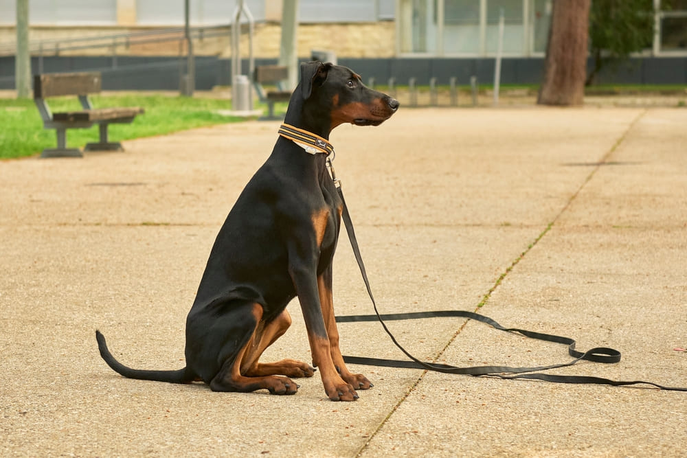 Во время течки доберман требует ухода